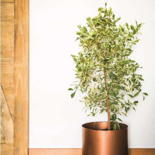 Ficus blanco Panda