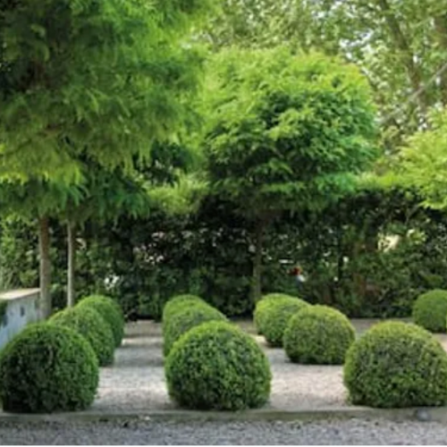 Buxus 3L