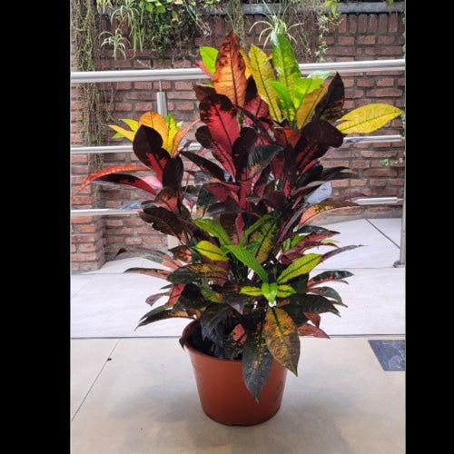 Croton Petra M24