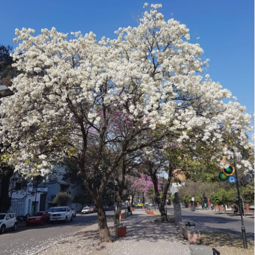 Lapacho Blanco