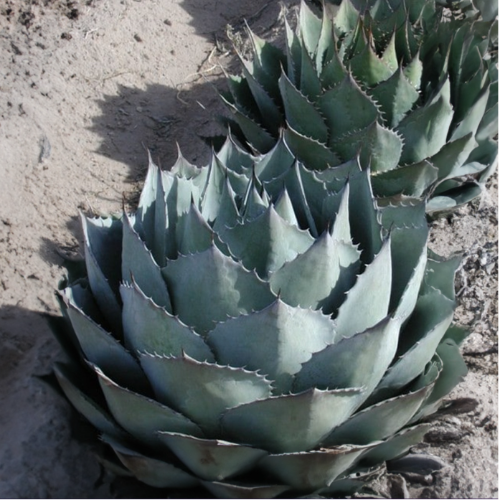 Agave Potatorum 3L