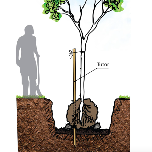 Tutor para Arbol 2mts