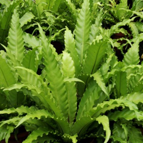 Asplenium Osaka b21