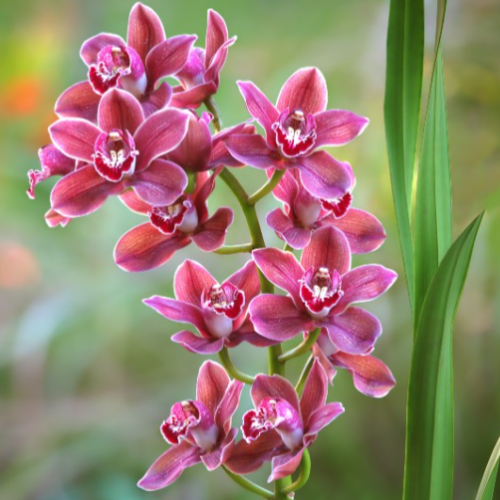 Orquidea Cymbidium