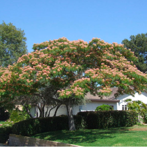 Acacia constantinopla 10L