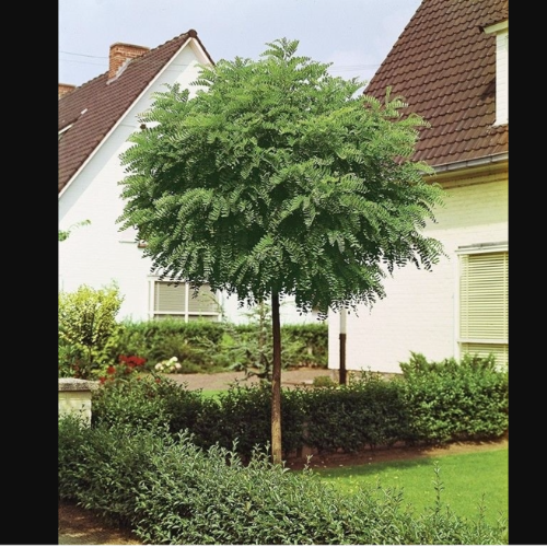 Acacia Bola 10 lts