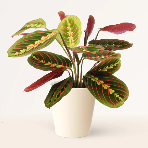 Maranta Tricolor Bols