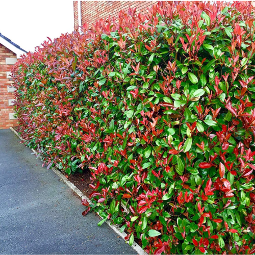 Photinia 15L 150cm