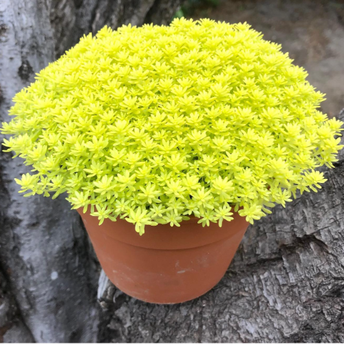 Sedum Japonicum B18