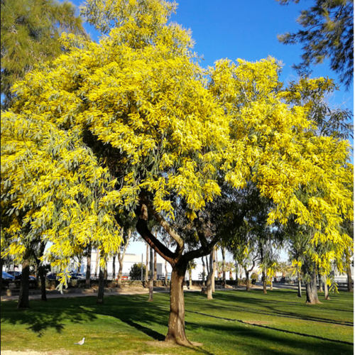 Acacia albata Aromo Frances 4L 160cm