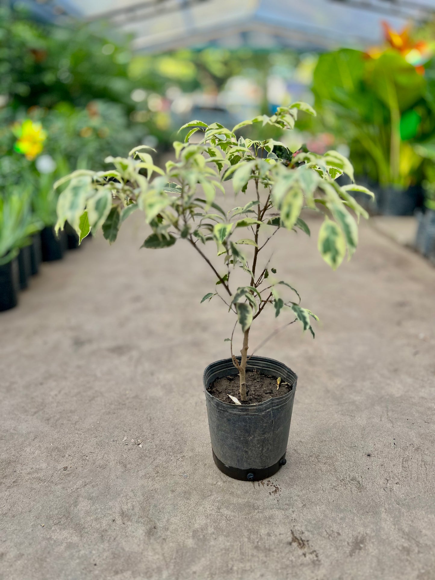 Ficus blanco Panda