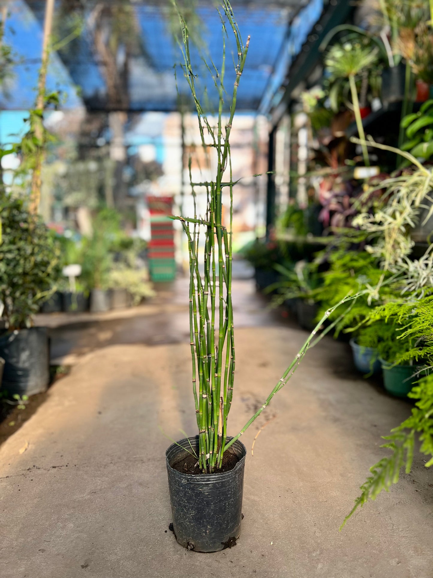 Equisetum 3L