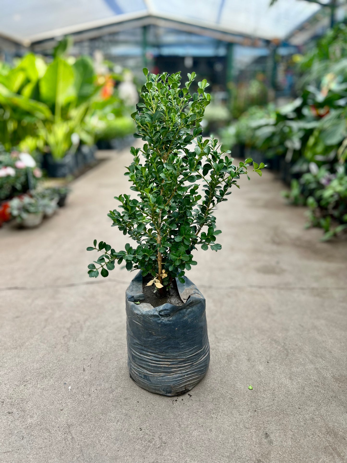 Buxus 3L