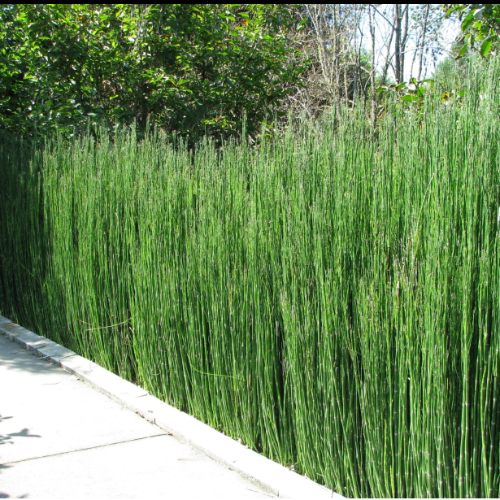 Equisetum 3L