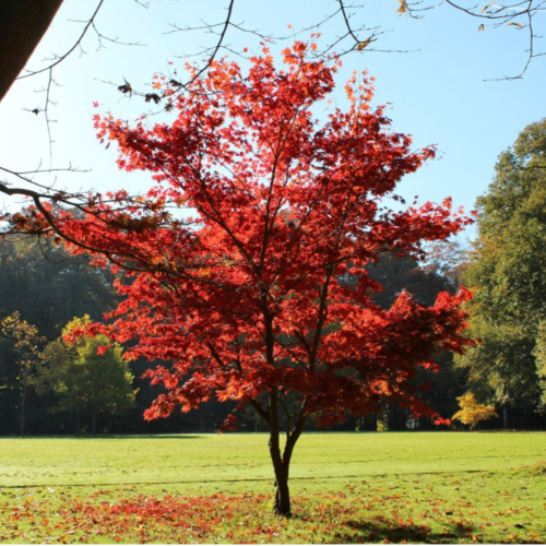 Acer Palmatum o Japonico