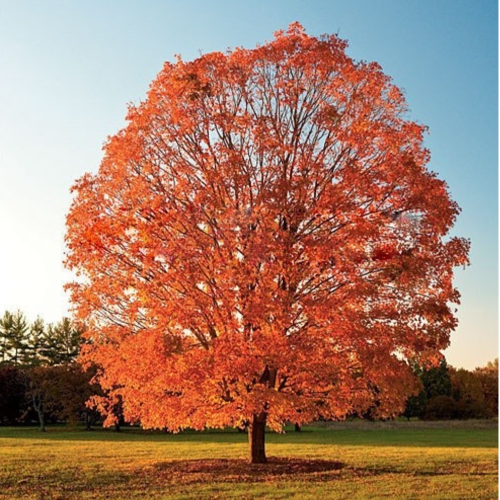 Acer Tridente Buergerianum 10L