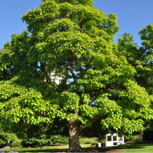 Catalpa