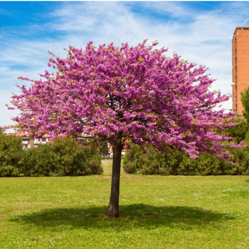 Arbol de Judea