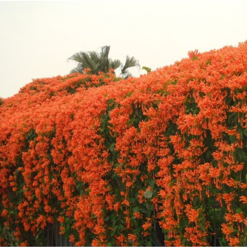 Bignonia Venusta