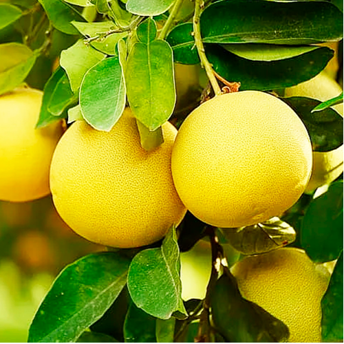 Pomelo Blanco Paraná