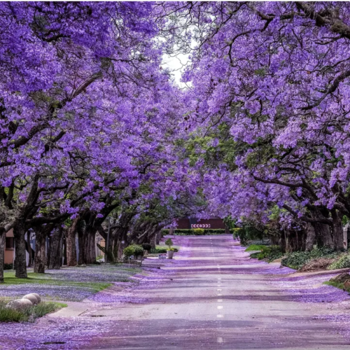 Jacaranda