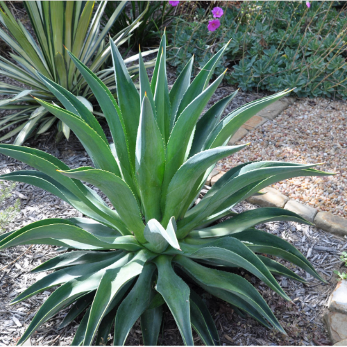 Agave Atenuata 3L