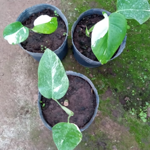 Monstera Variegada Pequeña