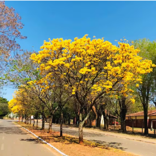 Lapacho Amarillo 10L