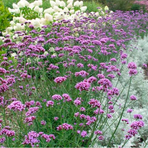 Verbena Bonariensis